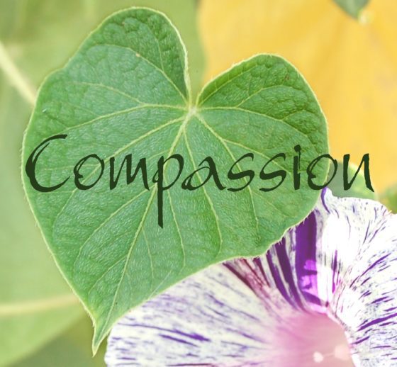 Un exemple rare de compassion