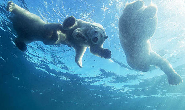 Mother polar bear filmed teaching cubs to swim in incredible rare footage