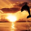 IN THE SEA: EVERYTHING HAS CONSCIOUSNESS, AND IT’S ALL CONNECTED