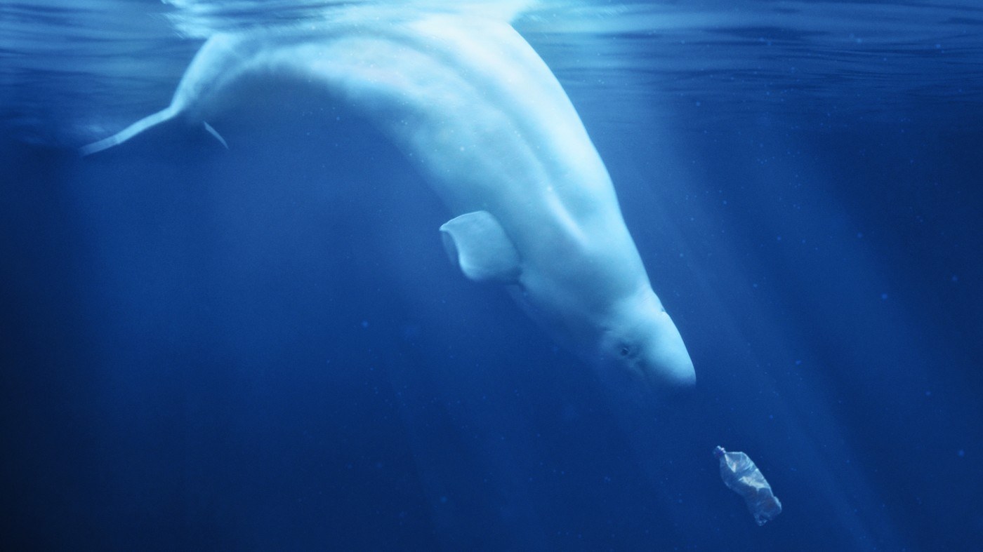 A plastic Ocean – Le changement commence avec nous