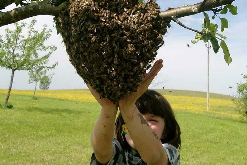 Demokratie bei den Bienen