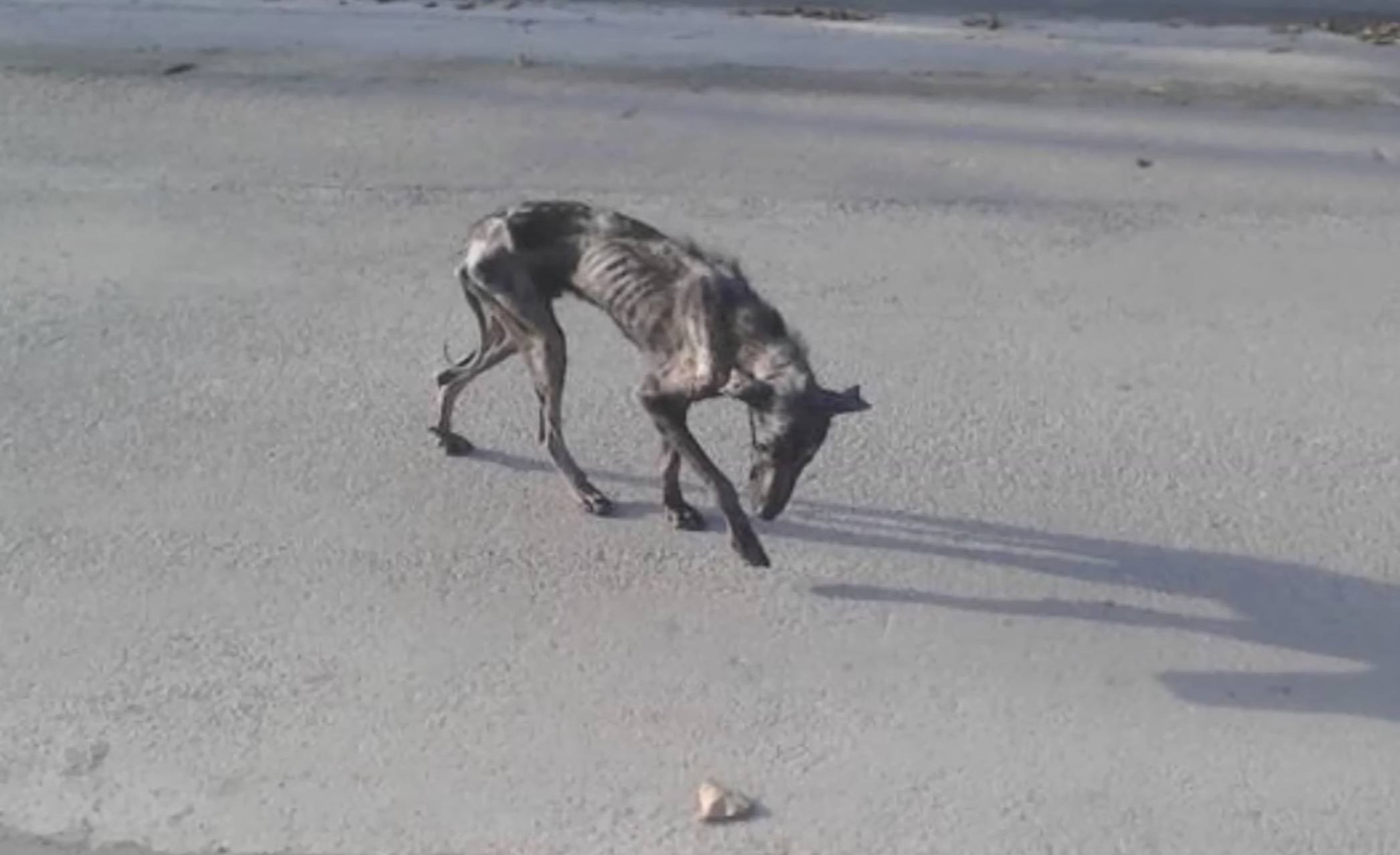 Tous ces animaux et ces êtres magnifiques qui leur sauvent la vie.