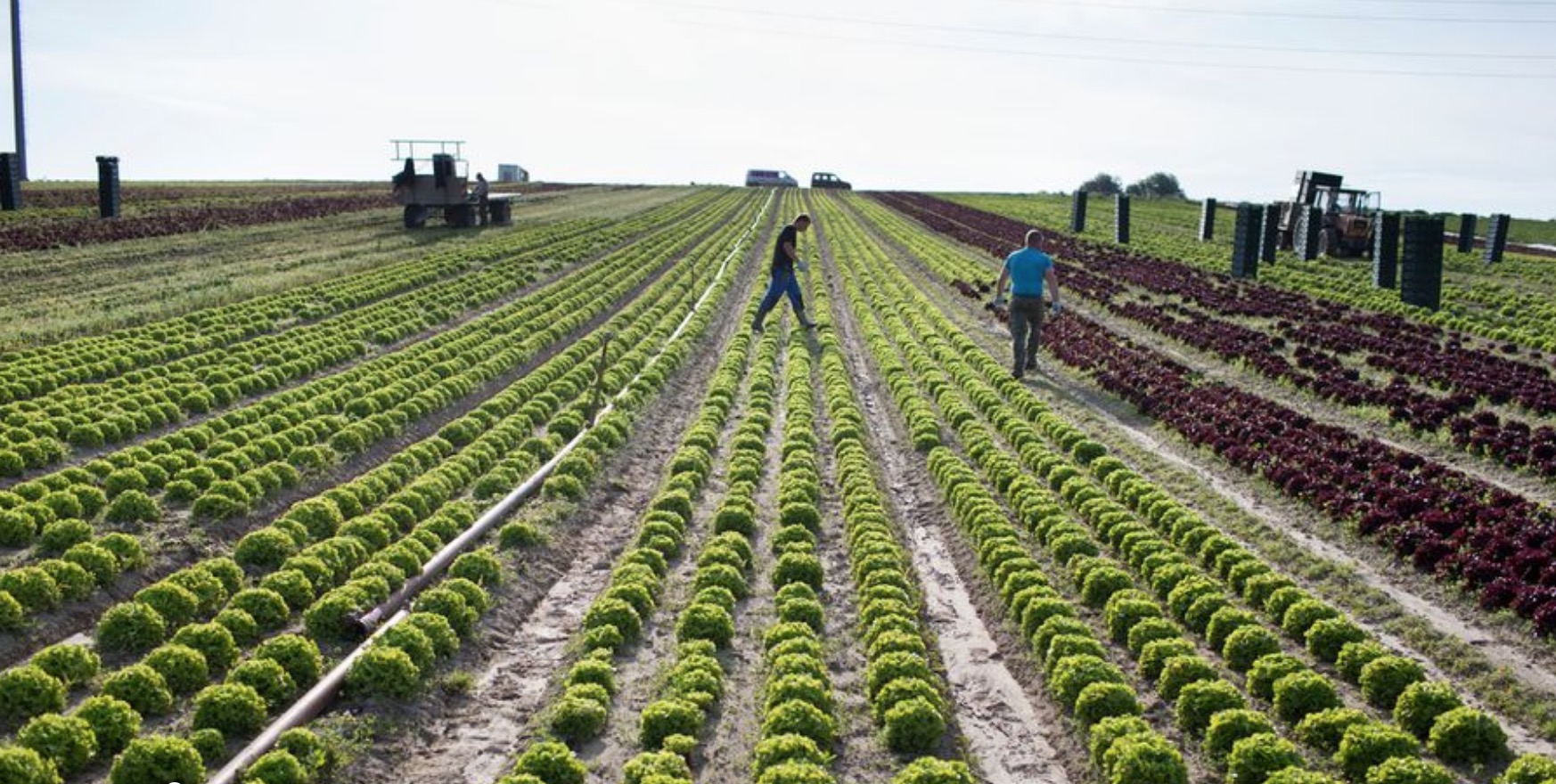 Le canton de Neuchâtel en Suisse devrait passer au bio ou biodynamique avec ses mille hectares de terres