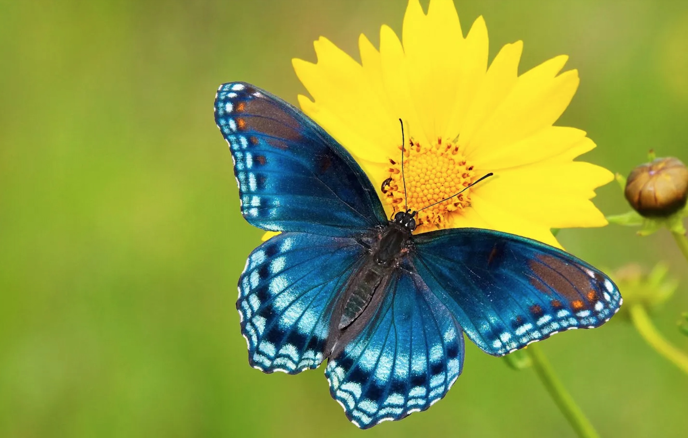 Soyons des cellules enthousiastes et devenons papillons