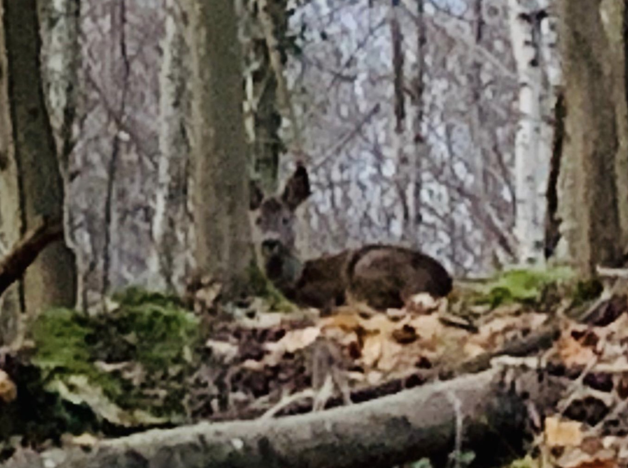 Un face-à-face avec la nature : Magie et enseignements avec un Être de la forêt