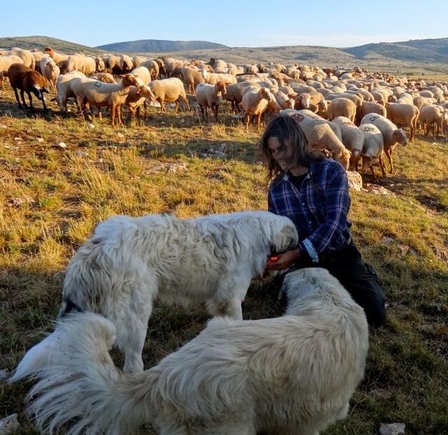 LOUP & PASTORALISME : COMMENT PRESERVER L’UN ET L’AUTRE. Le 15.10 à Montricher