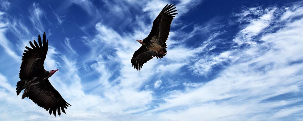 Le virus nous dit qu’il est temps pour l’Aigle et le Condor, l’esprit et le cœur, de s’envoler ensemble