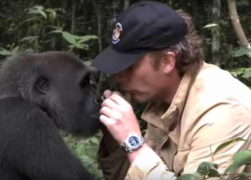 Ce gorille revoit l’homme qui l’a élevé 7 ans plus tard