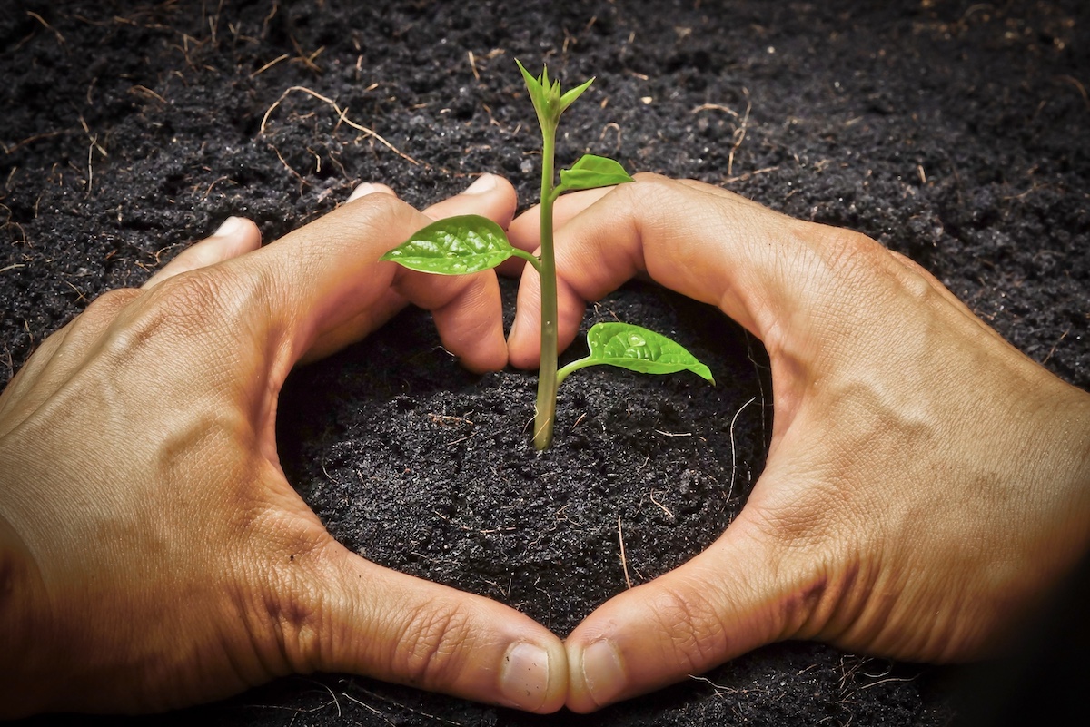 Participe au World Humus Restoration Day du 23 juillet 25