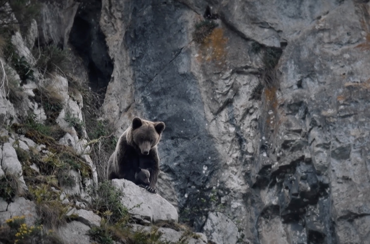 Ours, simplement sauvage. Le film de Vincent Munier et Laurent Joffrion