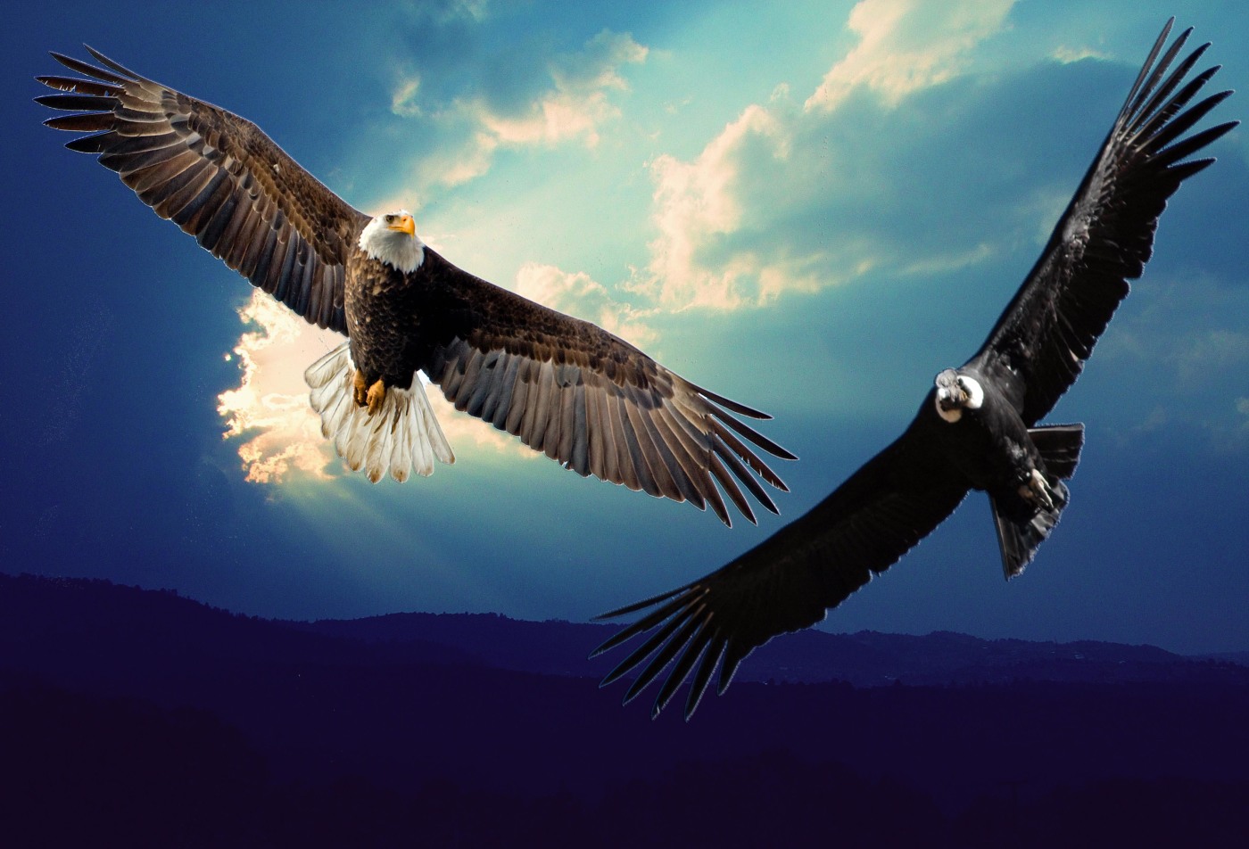 La prophétie de l’aigle et du condor – l’aigle doit voir, le condor s’élever