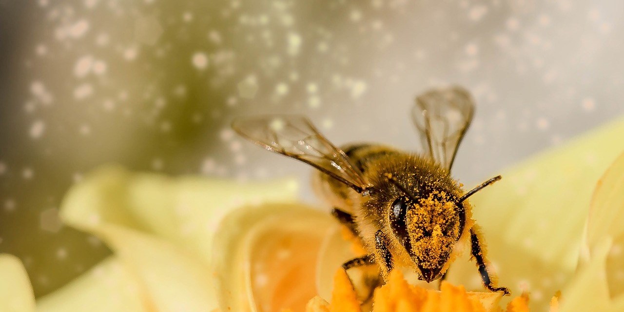 Les abeilles de Notre-Dame sont sauvées