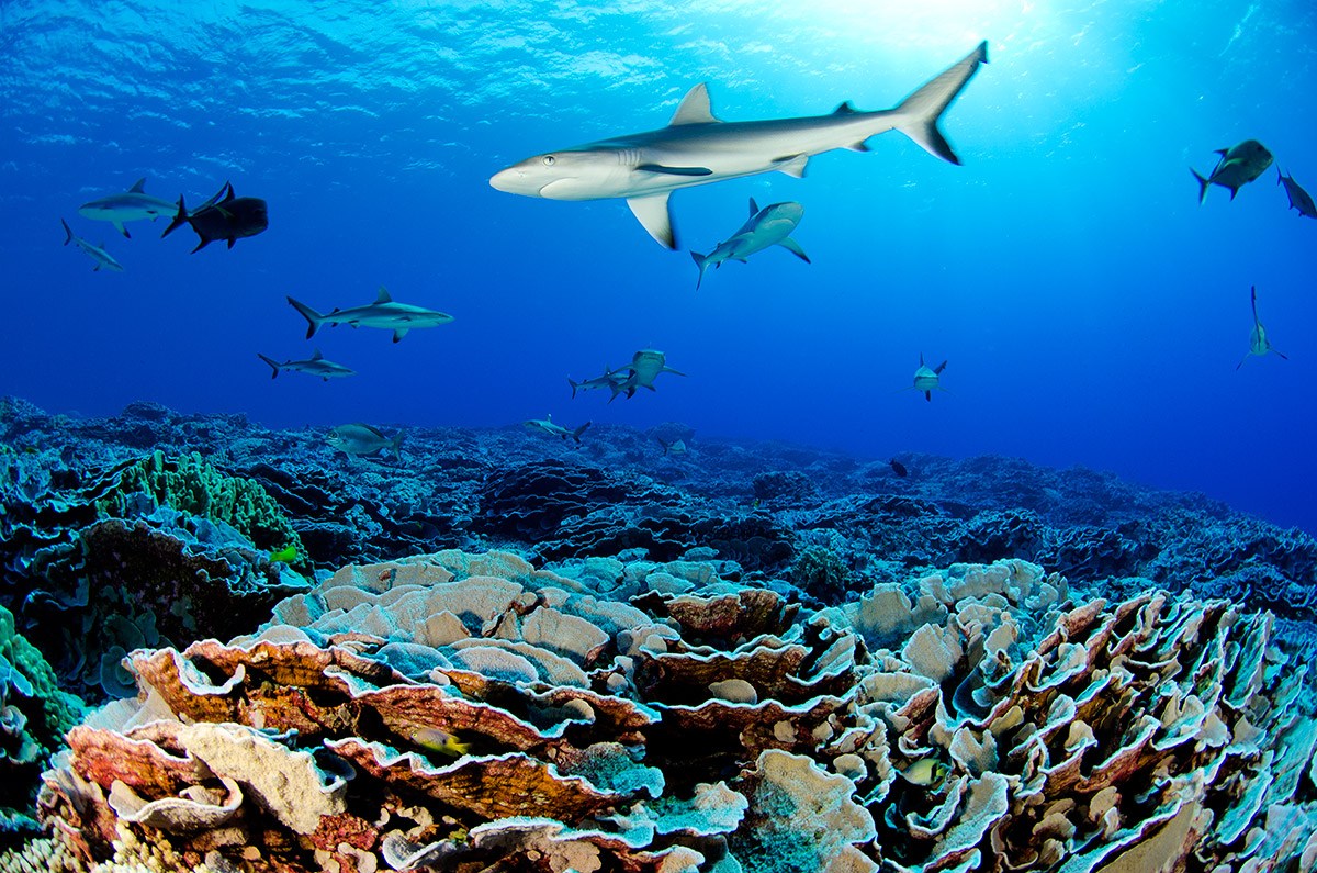 Ocean Commitment Gombessa IV: Blancpain’s contribution to the knowledge and preservation of this fascinating universe
