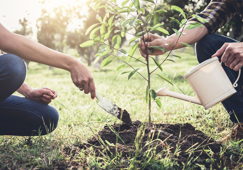 S’offrir du bien-être et planter des arbres – le calendrier de l’avent ‘Les étincelles de Noël’