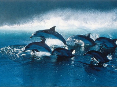 Vol au dessus des dauphins