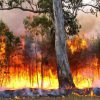 Fabuleux potentiel énergétique : la forêt