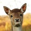 Über die Kraft der Tiere und ihre Bedeutung für die Menschen