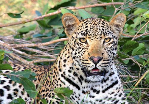Der Leopard – die Macht der Absicht