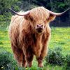 DER STIER – DEINEN PLATZ AUF ERDEN EINNEHMEN