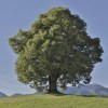 Sustainibility Blog
