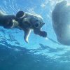 Mother polar bear filmed teaching cubs to swim in incredible rare footage
