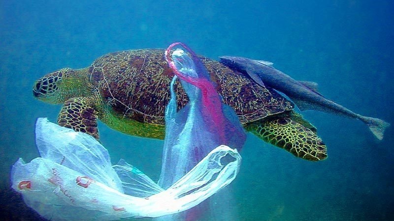 New Zealand announces nationwide plastic bag ban