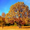 La Sagesse des Arbres – La nature est le reflet de la Vie