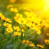L’énergie du l’équinox du 20 mars 2018
