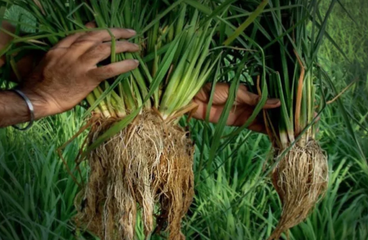 SRI-Methode: Indischer Bauer knackt mit pestizidfreier Anbaumethode Ernte-Weltrekord