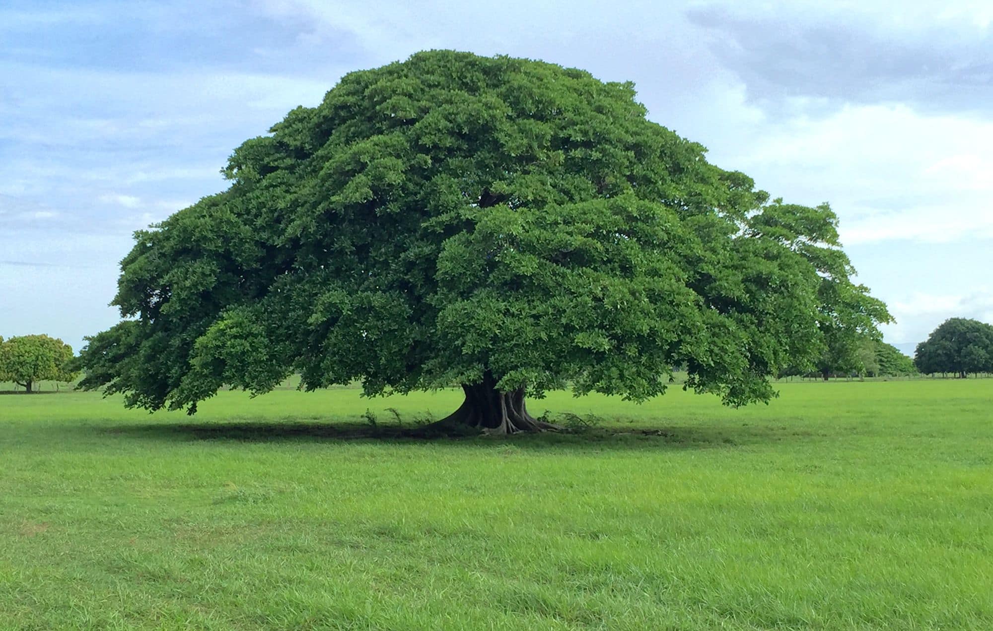 Les arbres ont un “battement de cœur”, selon les dernières découvertes scientifiques