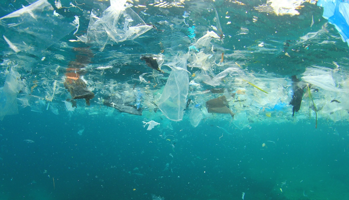 By 2050, our oceans will have more plastic trash than fish. Avaaz calls for petition.