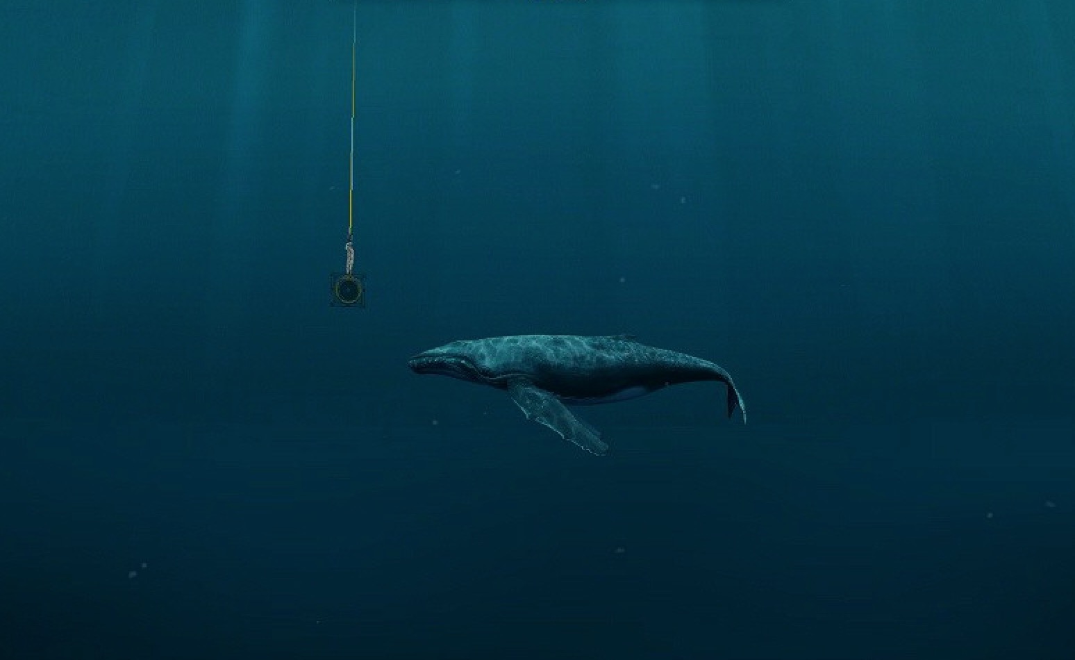 The whale song.. An invitation to watch, see and feel