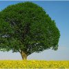 La France adopte une « déclaration des droits de l’arbre »