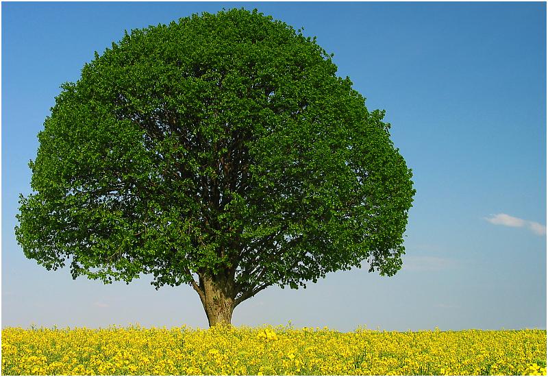 La France adopte une « déclaration des droits de l’arbre »