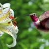 Be the voice for Mother Earth, Say yes to Rights of Nature