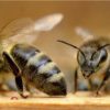 Wertfreies Geschehen im Bienenstock