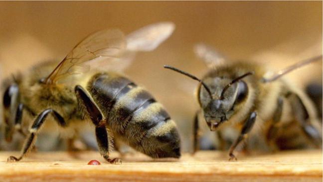 Wertfreies Geschehen im Bienenstock