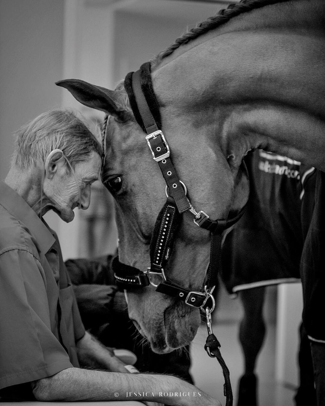 Peyo, horse of the heart, the happiness of patients in the hospitals