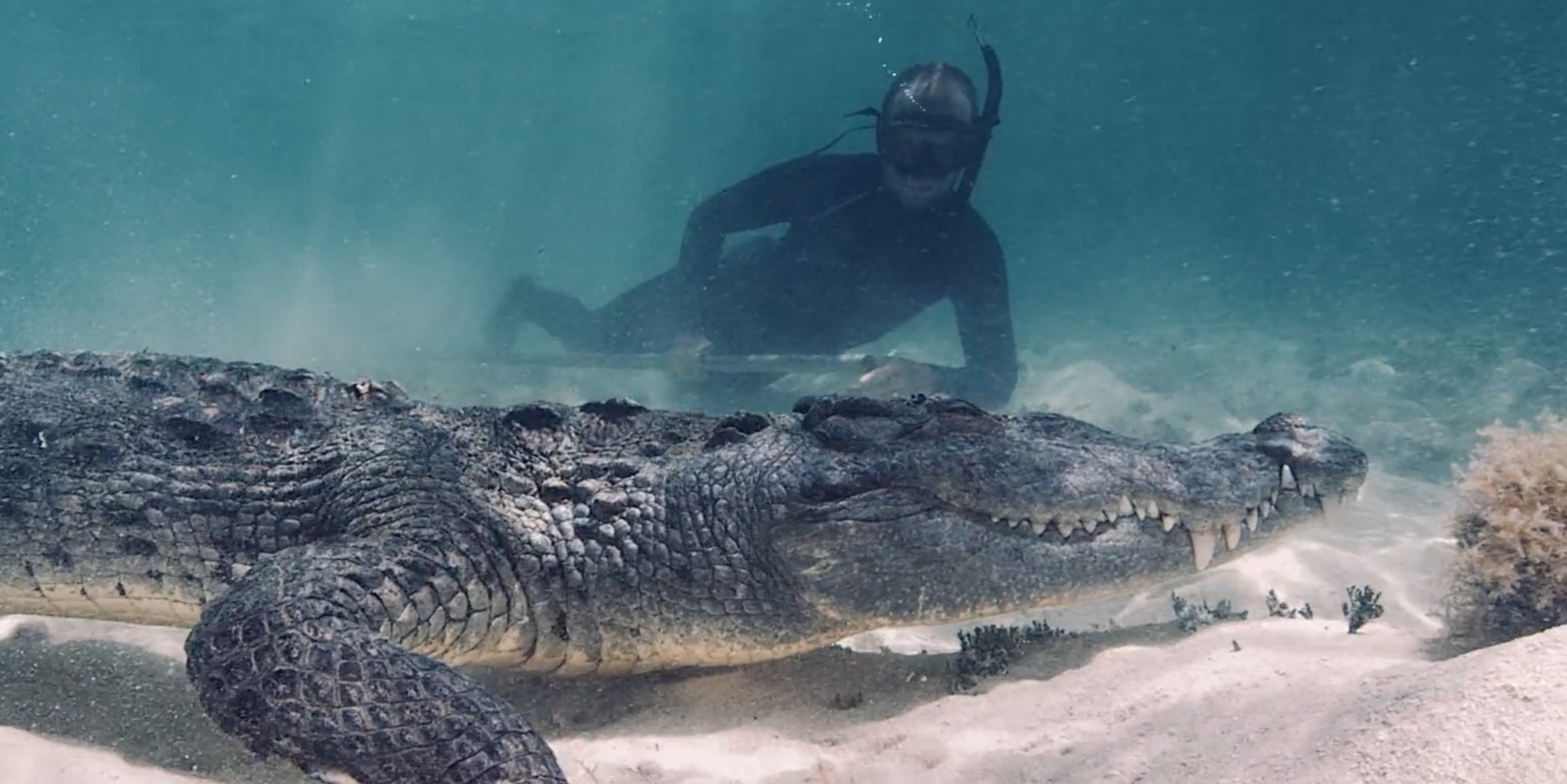 Sentinel of Solitude – Freediving with a crocodile