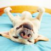 Dogs Can Detect Lung Cancer With 97 Percent Accuracy
