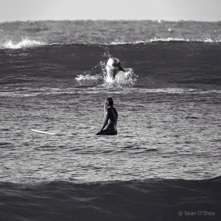 Delfine und Surfer, ein Ozean, eine Liebe