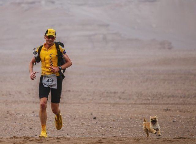 Gobi – the dog of the marathon