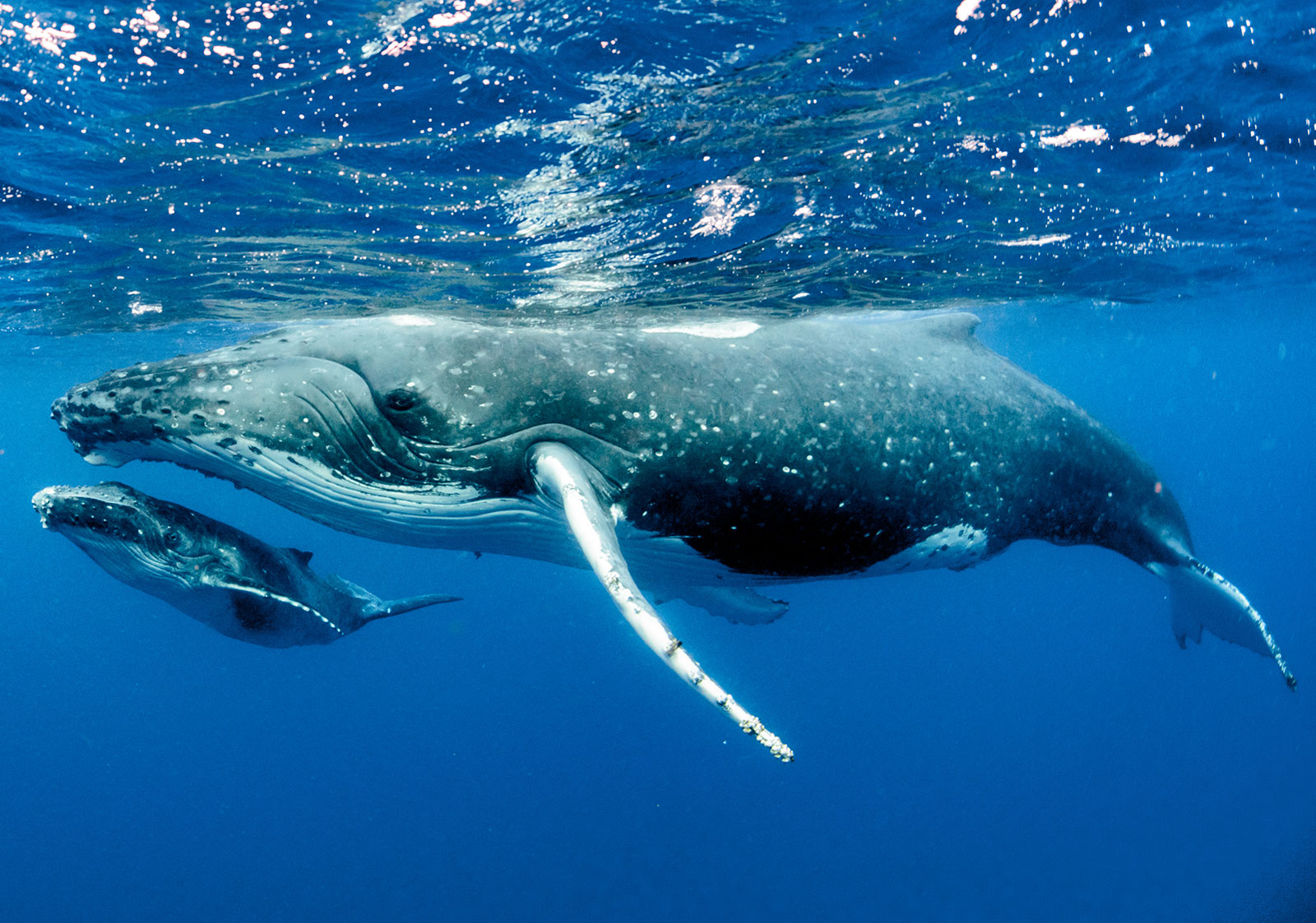 Die Rettung der Wale hilft, den Planeten zu retten