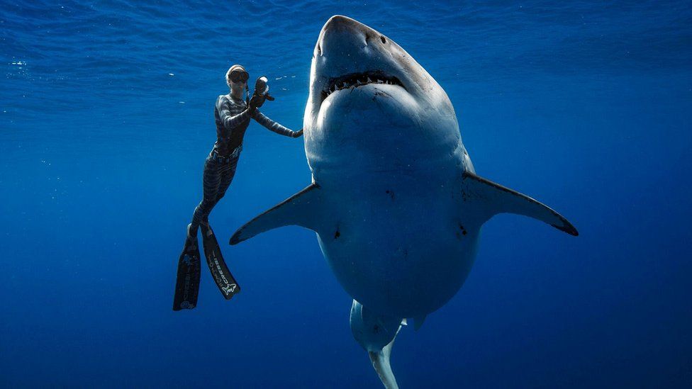Anna Breytenbach communicates with great white sharks