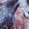 Eine Studie zeigt, dass Pferde unsere Emotionen verstehen und sich an uns erinnern