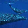 Wie die Walfische das Klima verändern