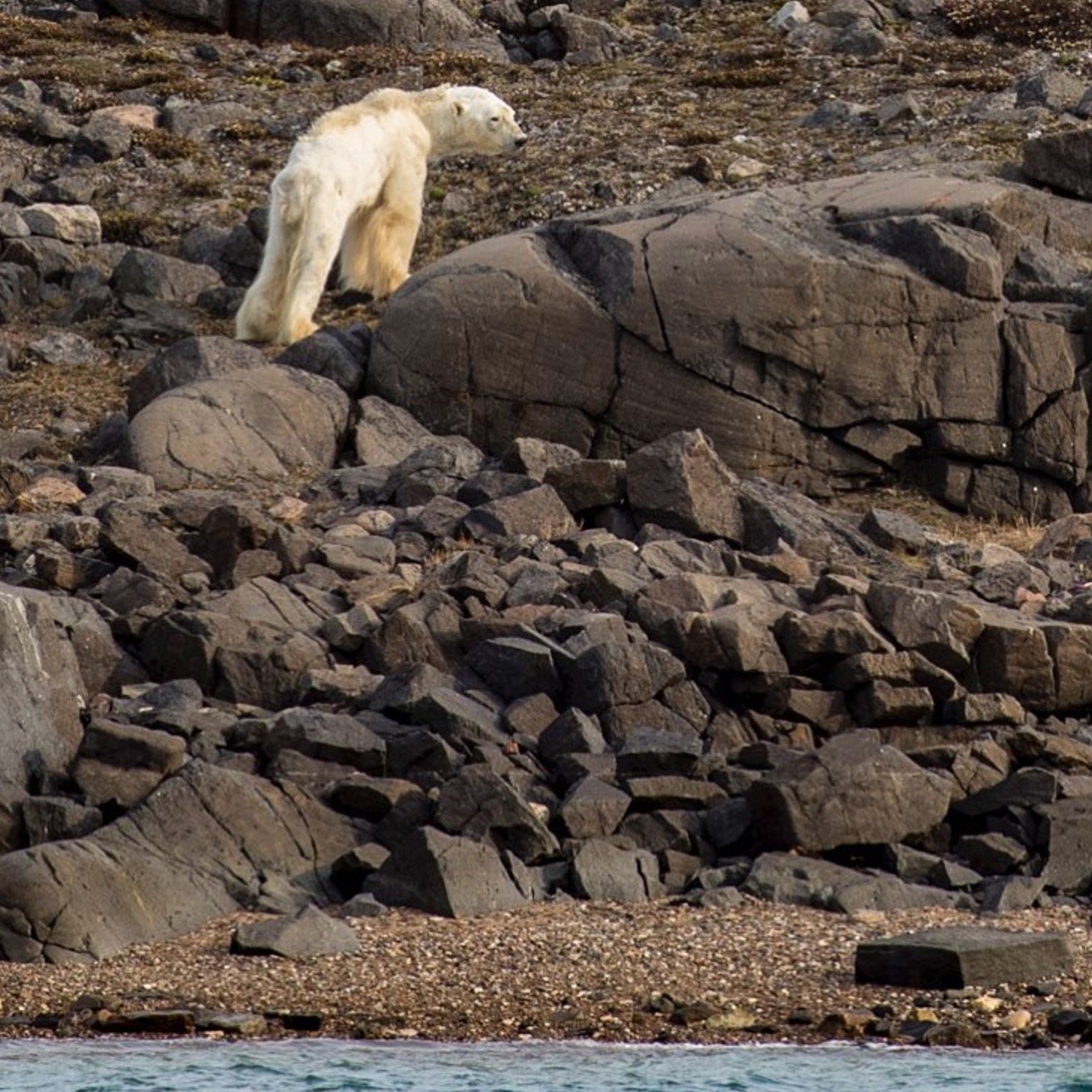 “He was once a huge male polar bear and now he is a bag of bones” Paul Nicklen