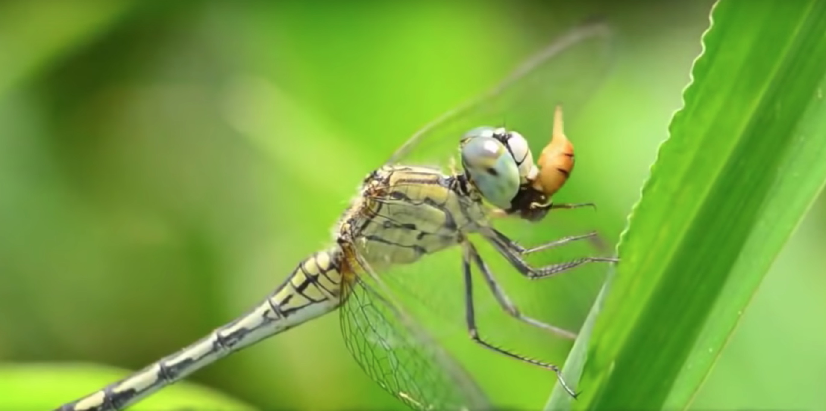 Ein einfahrender Dokumentarfilm über 5G, Vögel, Bienen und die Menschheit