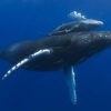 Jésabelle est le nom que lui ont donné les baleines 