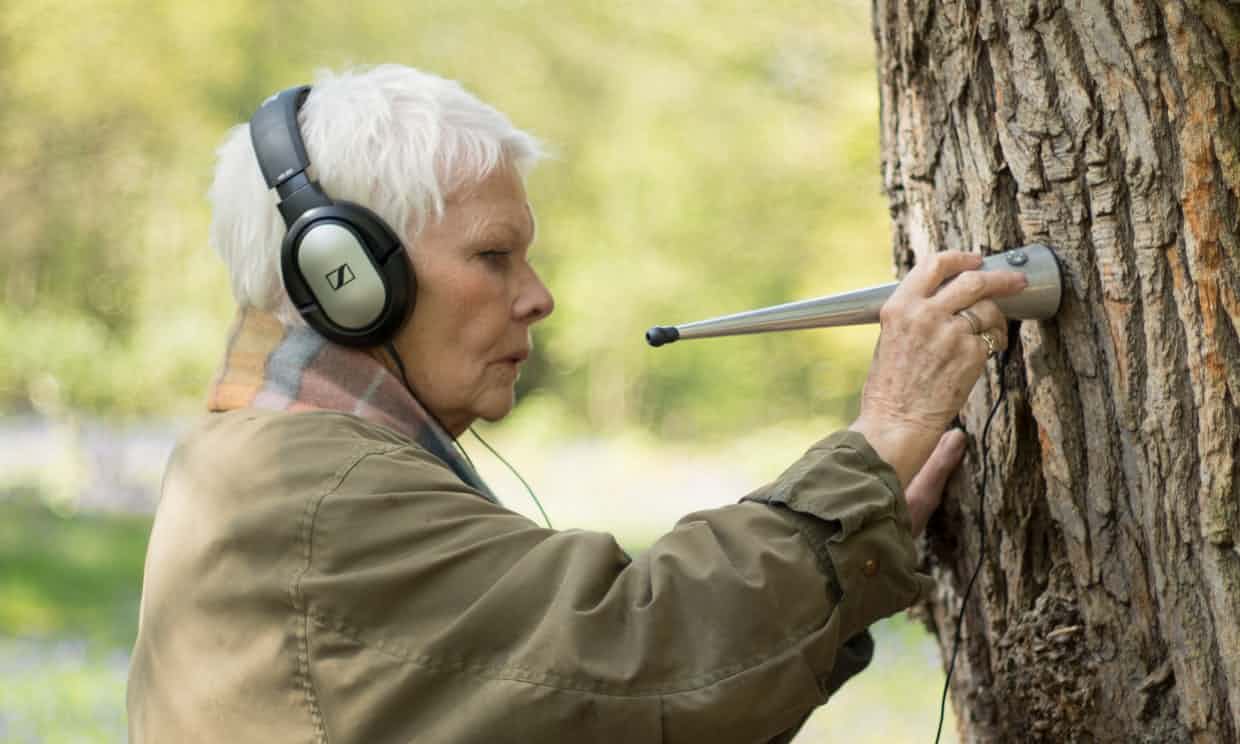 Judy Dench: The actor makes fascinating discoveries about how trees communicate…